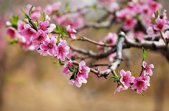 【诗词鉴赏】春风十里桃花灼灼我在诗词的世界里等你！