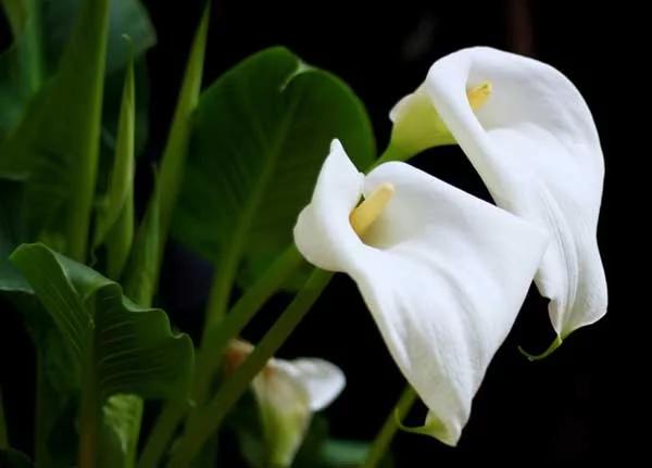 马蹄莲观赏内容,一盆马蹄莲