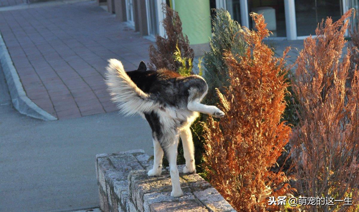 狗狗的几种叫声代表它讨厌你,狗狗的什么表现表示他很讨厌你