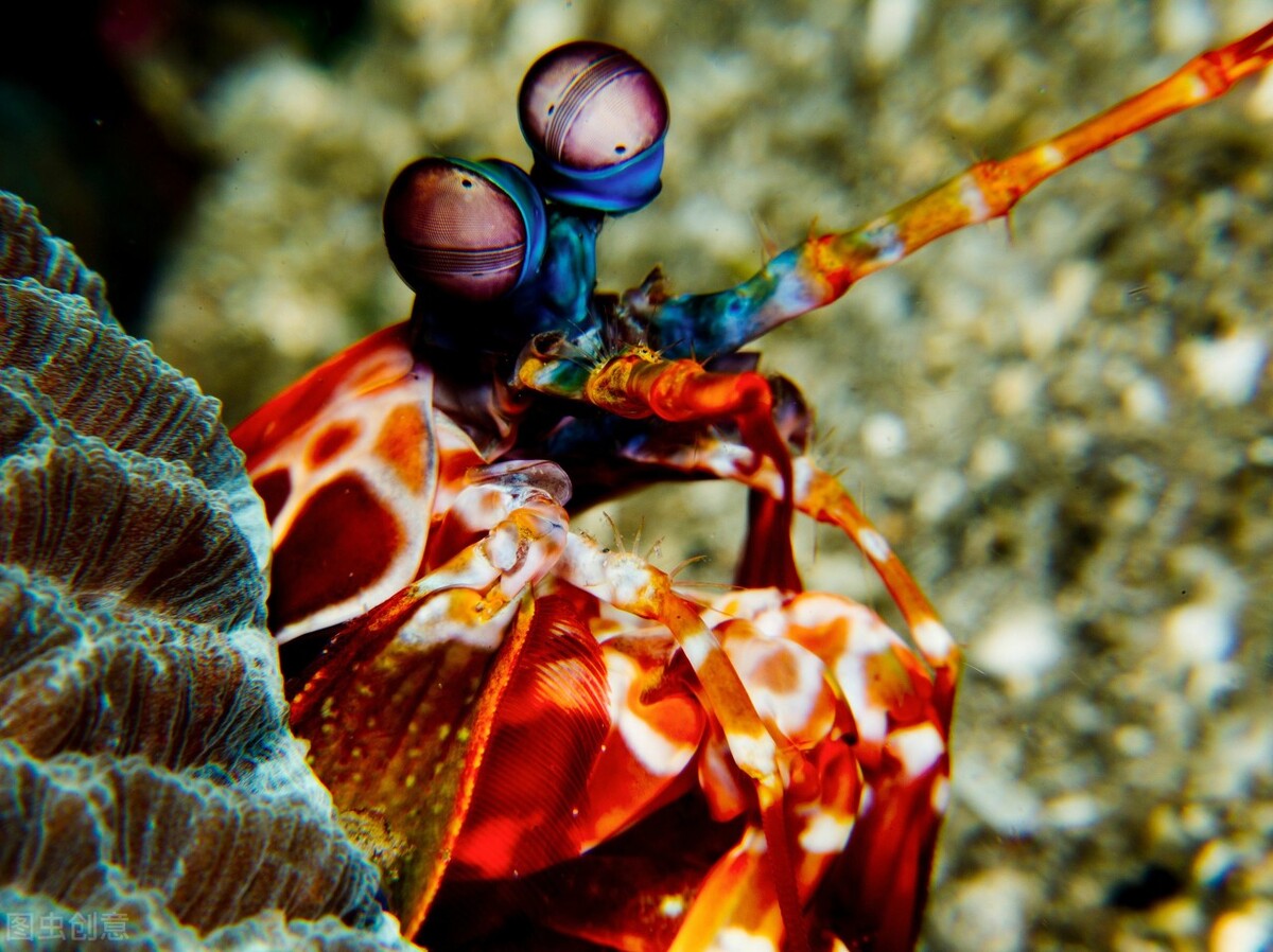 动物眼中世界和人类有什么不一样,不同动物眼中的世界长什么样子