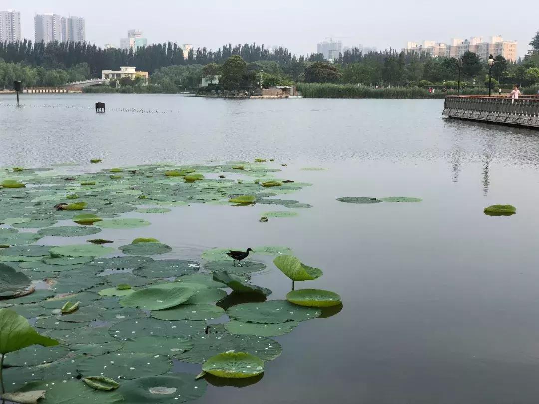 禅意水墨画拍摄技巧,摄影如何拍出水墨画