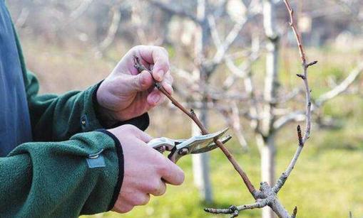 晚秋黄梨怎样才能高产,晚秋黄梨的春季管理方法