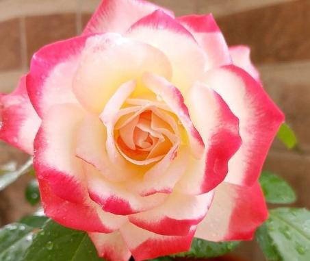 月季图鉴哪本书好,淘宝上最好养的月季品种