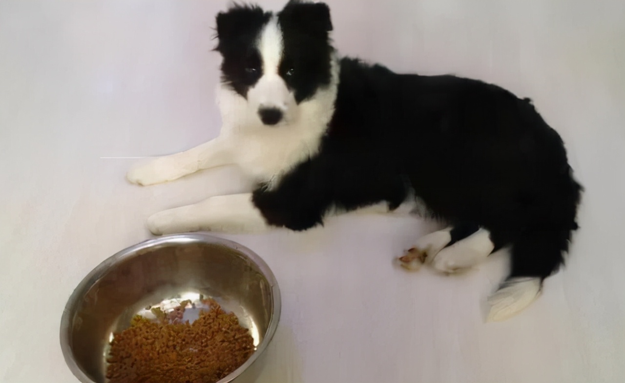 边牧不爱吃不运动,边牧突然不肯吃狗粮怎么办