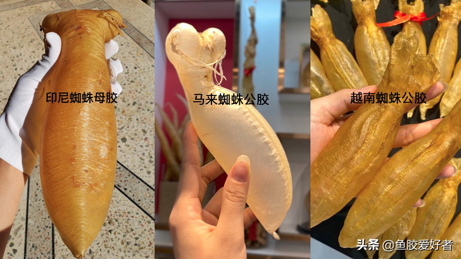 蜘蛛胶哪个产地值钱,真正的蜘蛛胶价格