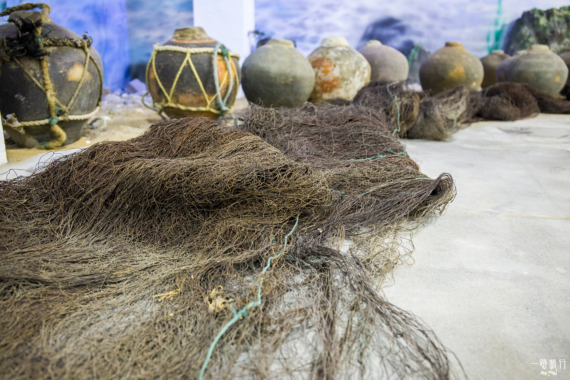 野生牡蛎王,海边野生牡蛎