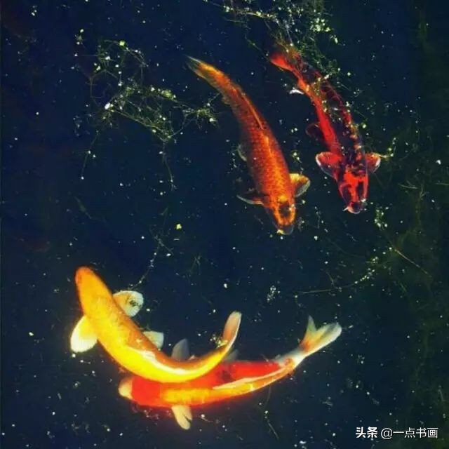 池中之仙，惊艳若此——锦鲤