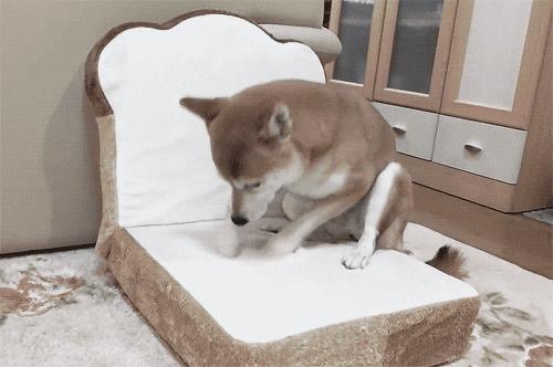 辟谣！宠物为什么要吃干粮，是肉不香了嘛？不，是诱食剂在作怪