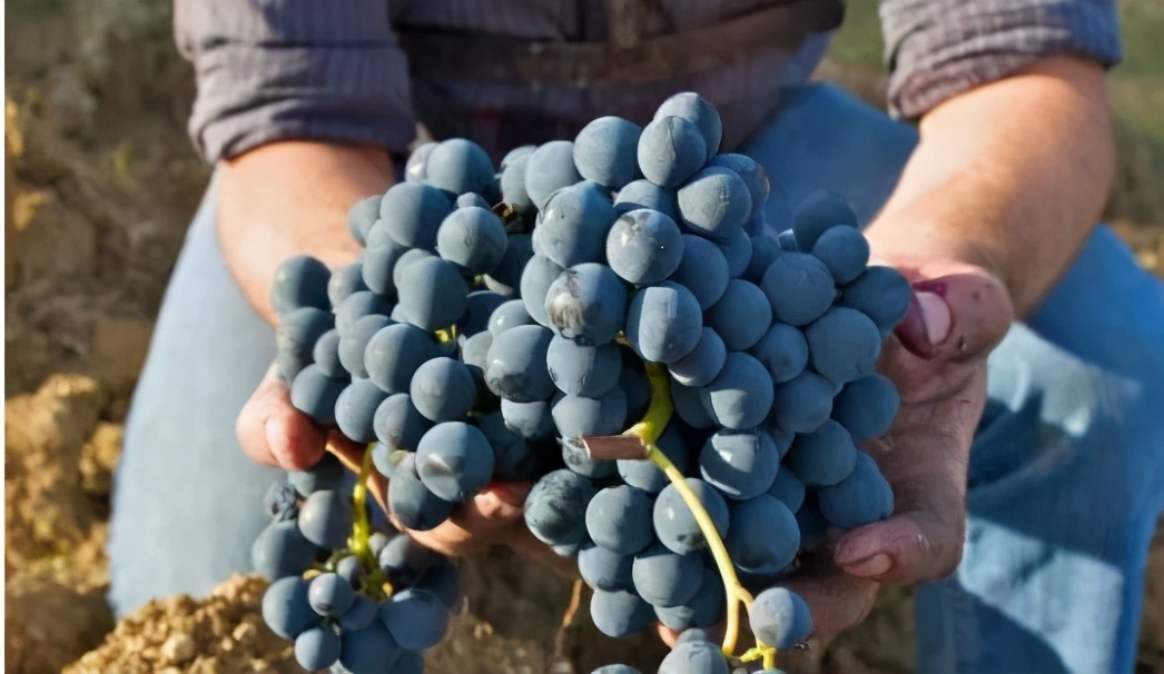 做农场的盈利模式,做农场赚钱吗