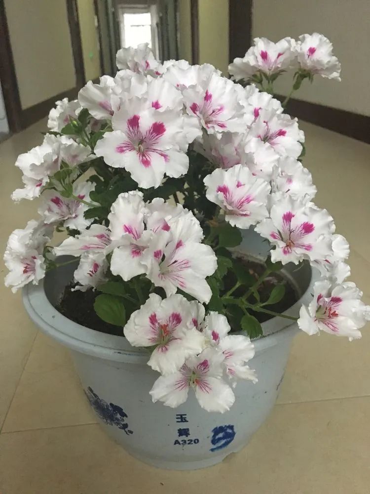 五颜六色的透明多肉,颜色超好看的多肉