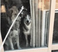 搞笑动图gif猫咪,搞笑动图gif狗