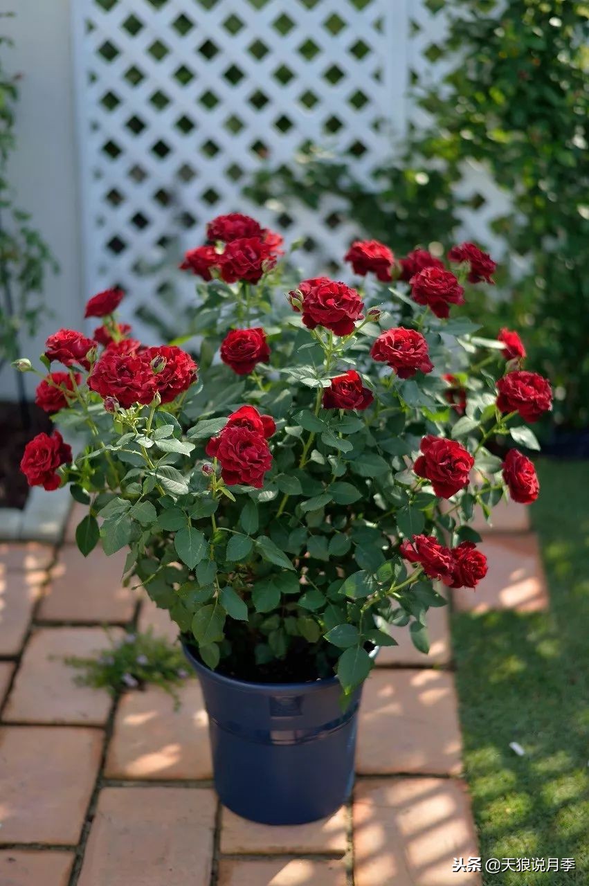 最好看的多种月季,浪漫迷人的月季