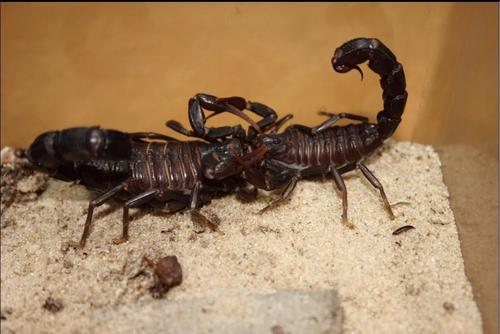 五毒之首蝎子到底有多强,五毒大蝎子有哪几种