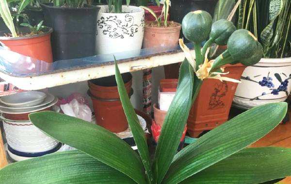 君子兰种子发小芽后怎么处理,君子兰长种子后怎么处理