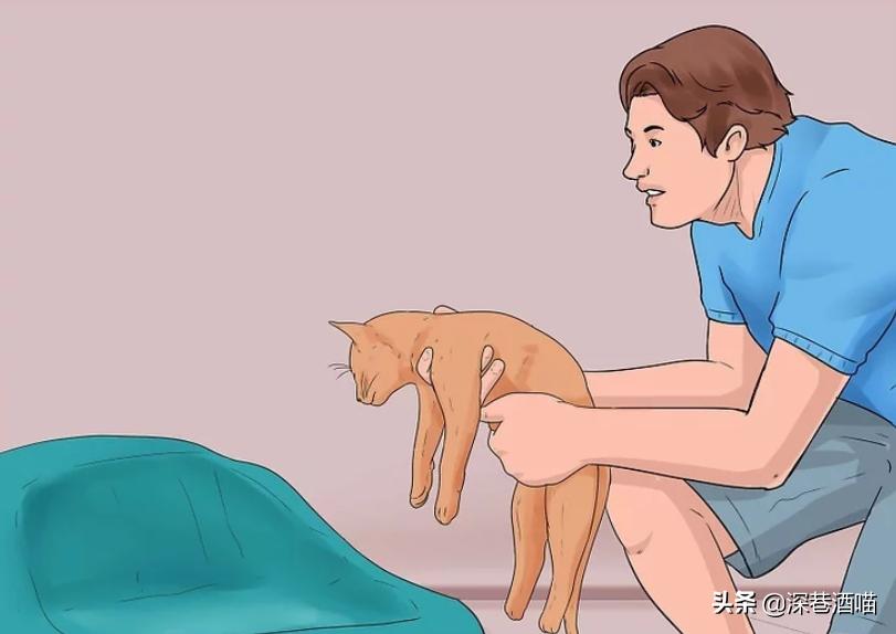 猫咪原住民和新猫如何快速相处,原宿猫如何接收新猫