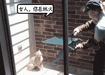 被流浪猫咬了24小时有什么事,被感染新冠的猫咬了一口