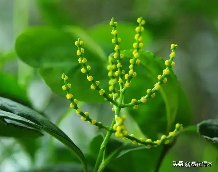 黄珠兰和白珠兰的区别,白珠兰和黄珠兰的区别