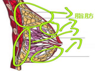女人减肥胸部小了怎样恢复,200斤胖子减肥如何把胸部变小