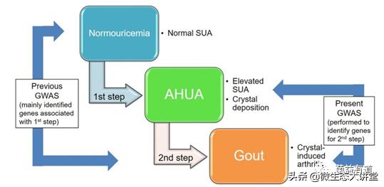 从禽痛风的原因和发病机制，看益生菌对痛风的作用
