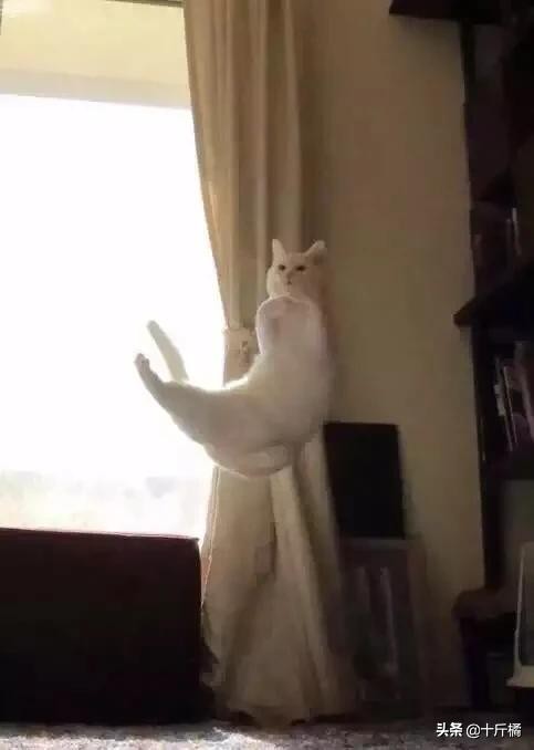 舞痴猫咪：每一个不曾起舞的日子，都是对生命的辜负！