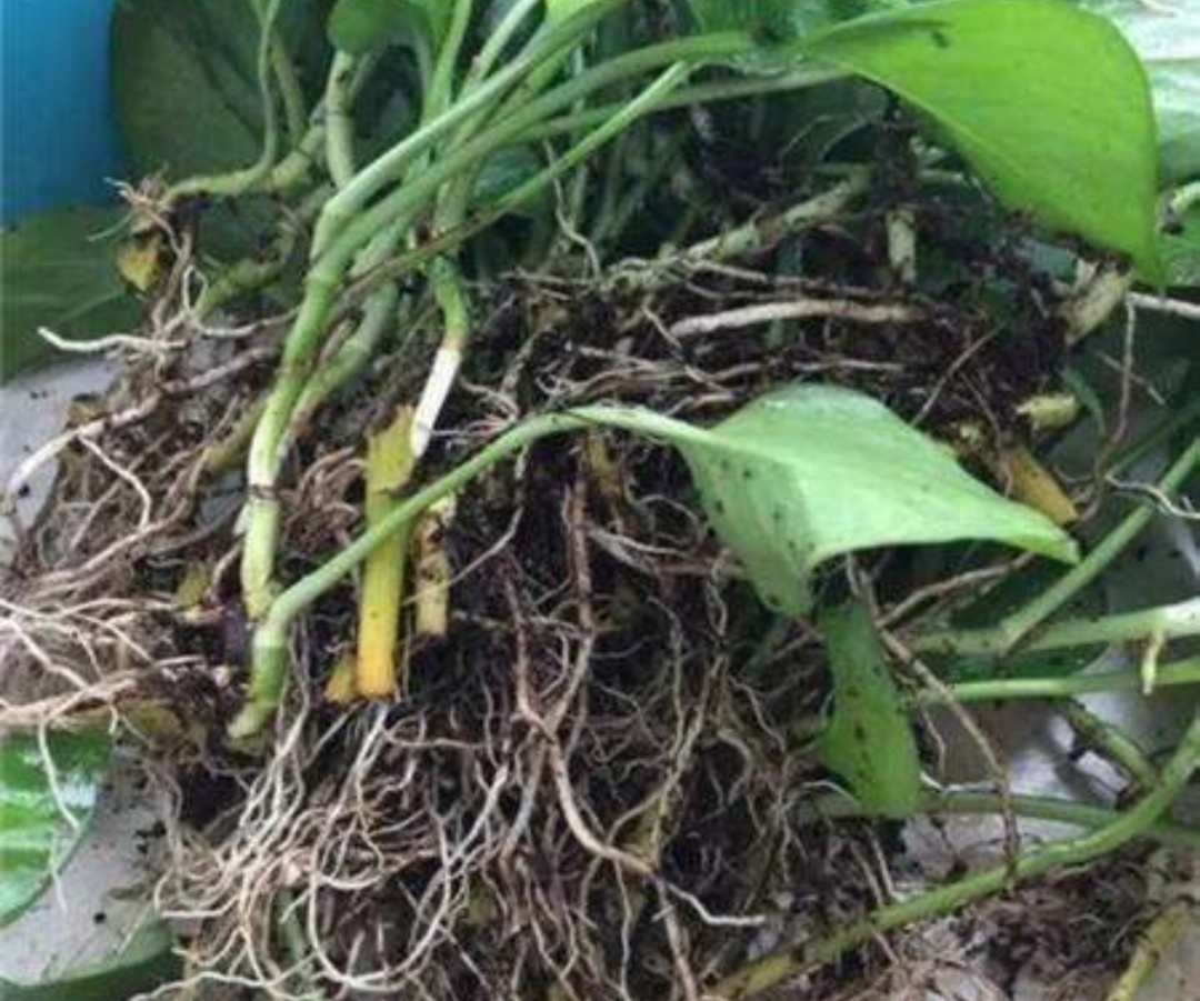 绿萝出现黄叶和烂根怎么处理,绿萝烂根黄叶的原因及解决方法