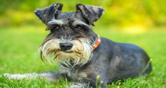 雪纳瑞基本养法,雪纳瑞正确的喂养方法