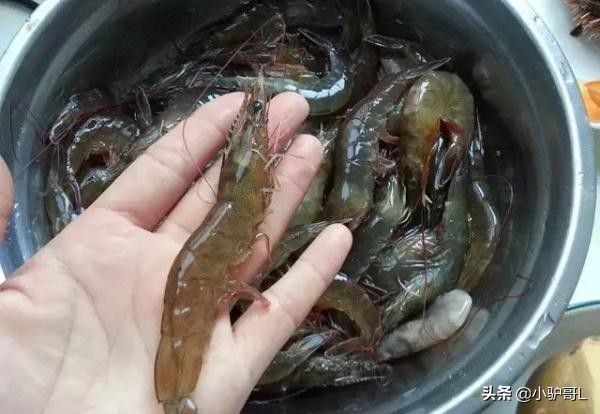 海鲜干货推荐烟台店有哪些,烟台海鲜干货怎么挑