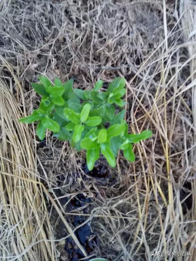 作物的根系好不好，直接决定作物的产量，柑橘尤其如此