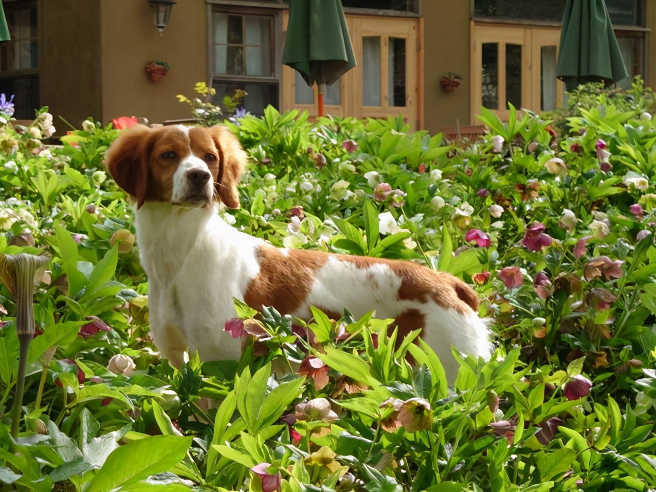黑科技索尼游戏机,8年前的索尼黑科技手机