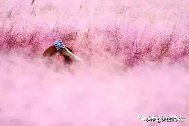 无锡哪里有看花海的景点,无锡秋季花海旅游景点