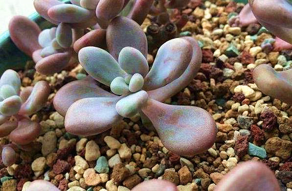 桃蛋叶片干瘪发绿是什么原因,多肉桃蛋叶子干瘪怎么办