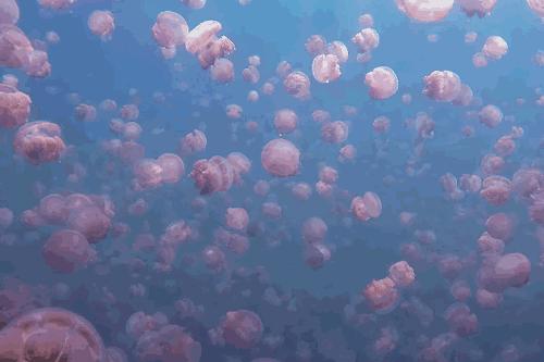 有个岛国，比美马代，比海南便宜，机票500起！