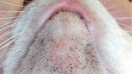 皇家猫粮好不好真相竟是这样的,皇家猫粮到底如何