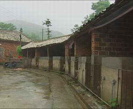 在农场养猪是怎样的体验,体验养猪的生活