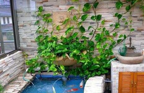土培绿萝转水培绿萝的正确方法,土培转水培的绿萝正确方法