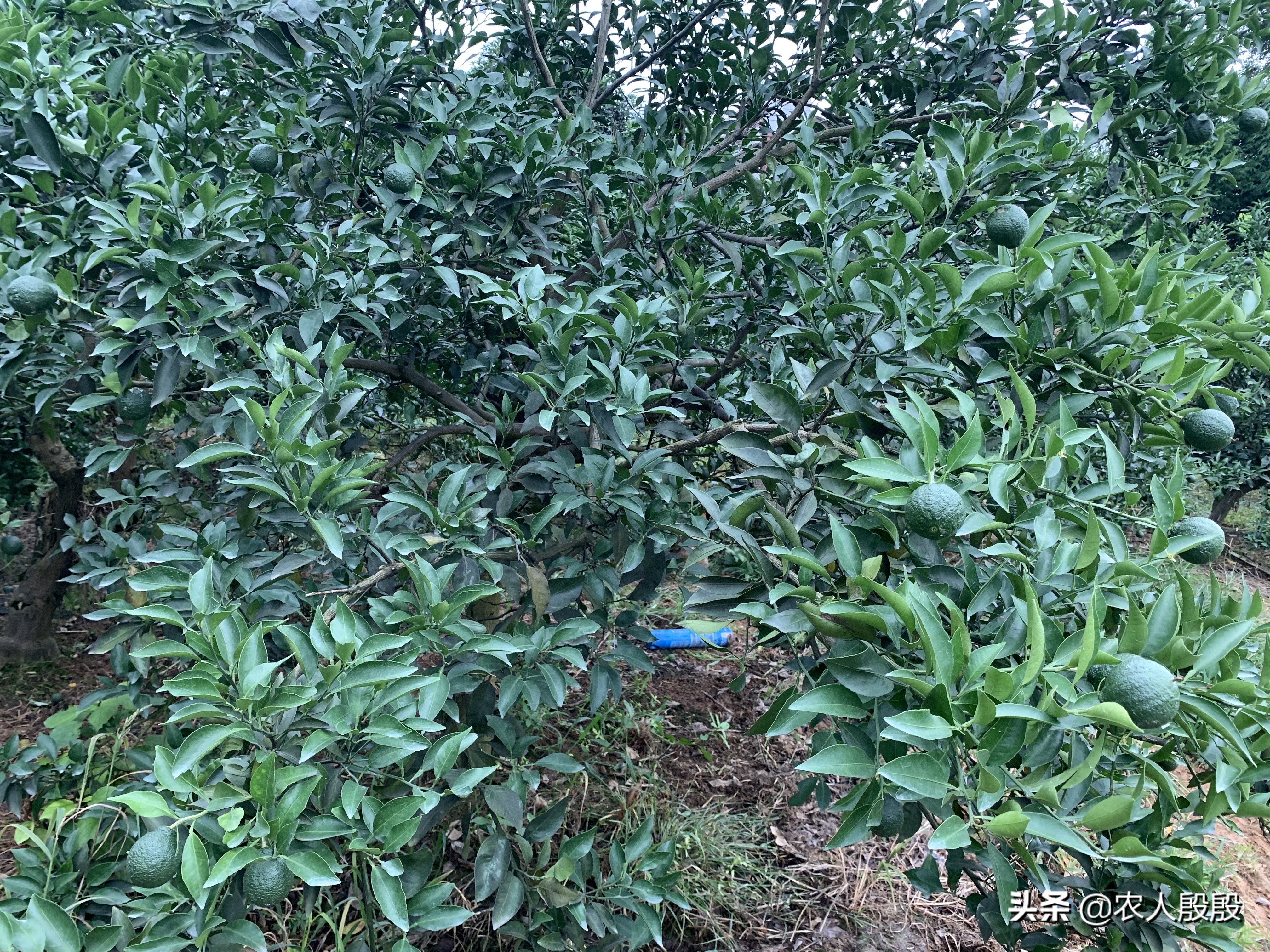 柑橘溃疡病树脂病用什么杀菌剂,柑橘树脂病最有效的杀菌剂