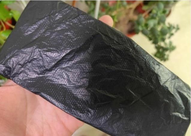 富贵竹怎么才能生根小窍门,富贵竹怎么生根最快最有效