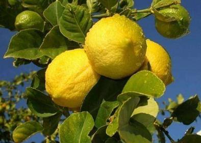 正宗柠檬应该是怎样的,柠檬的最佳搭配口感