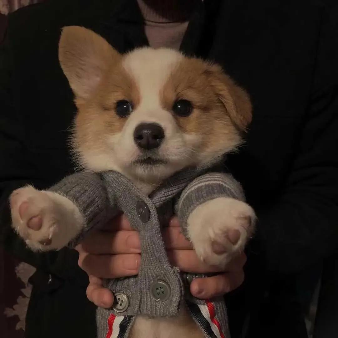 好看珍藏的头像,100张好看不常见的微信头像