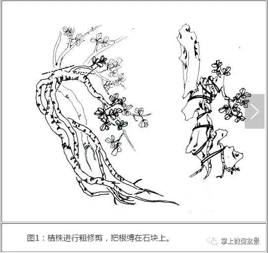 盆景主要分为树桩盆景,自然类树桩盆景和规律类树桩盆景