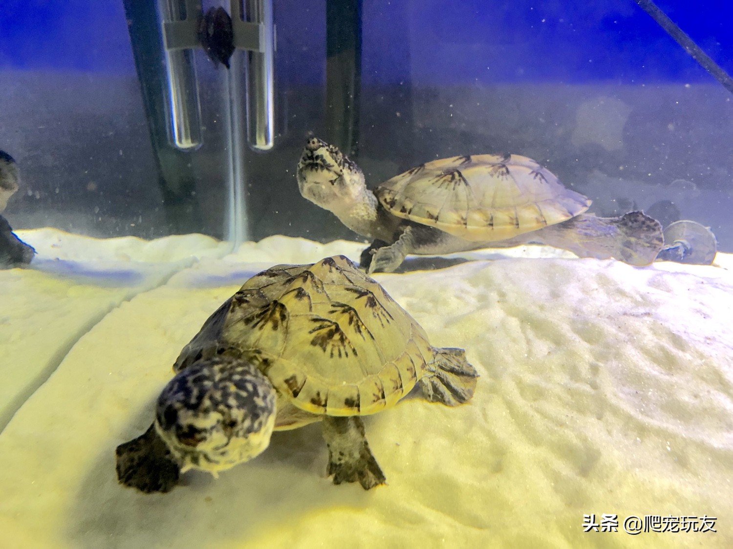 墨西哥巨蛋龟,墨西哥巨蛋龟生蛋