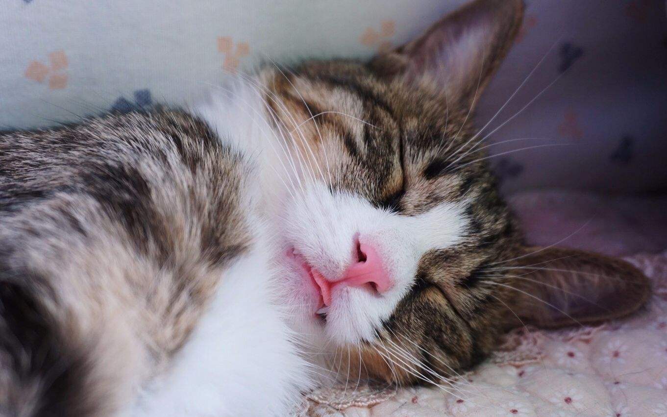 猫咪每天晚上不睡觉的原因,猫咪晚上突然不正常