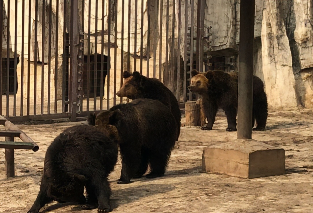 沈阳现在可以玩的动物园,沈阳森林动物园特色
