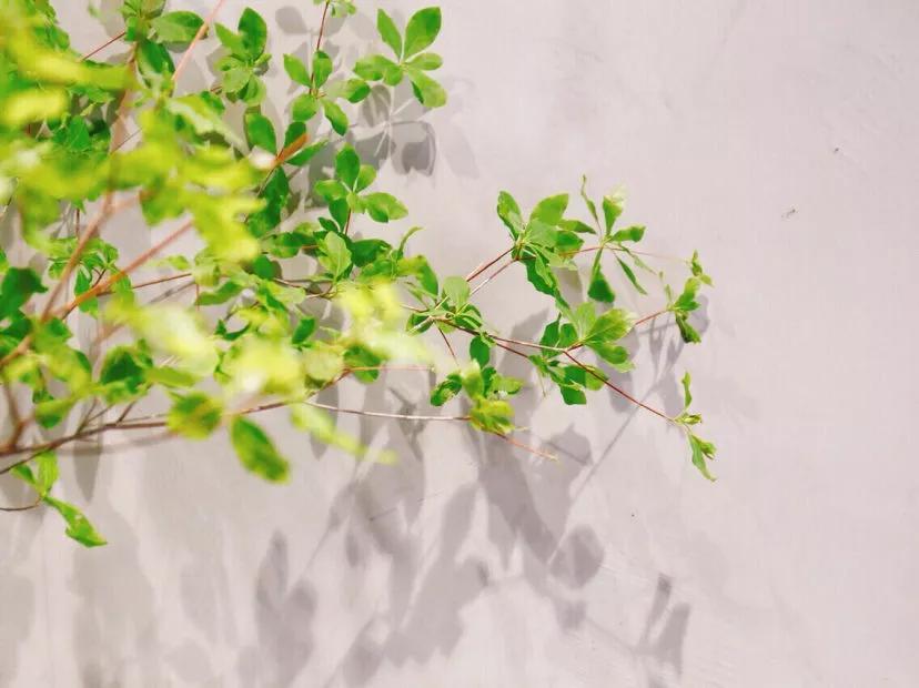 花艺必备|盘点那些超受欢迎的日本进口花材