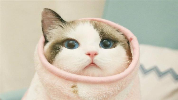 交易猫骗子手段,卖猫诈骗案件