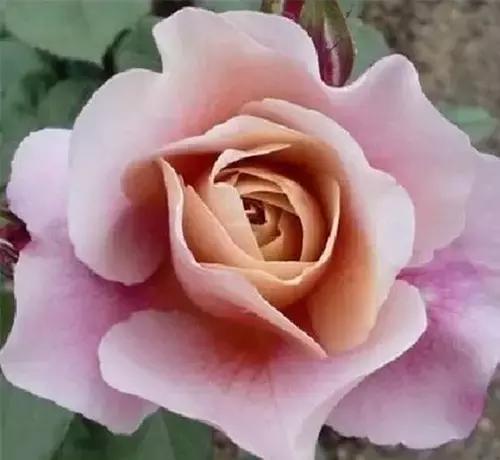 最漂亮10种微型月季,新手必入这8种月季漂亮好养