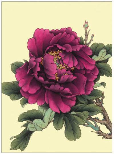 工笔牡丹勾线画法,工笔牡丹十二品设色步骤