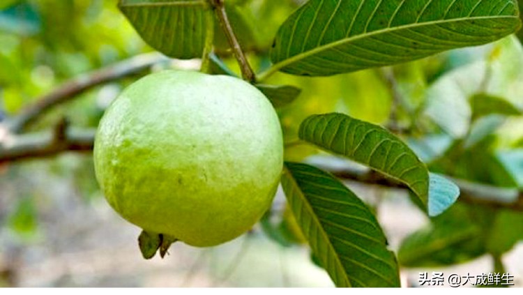 芭乐和番石榴是一种什么水果,水果芭乐是红心番石榴