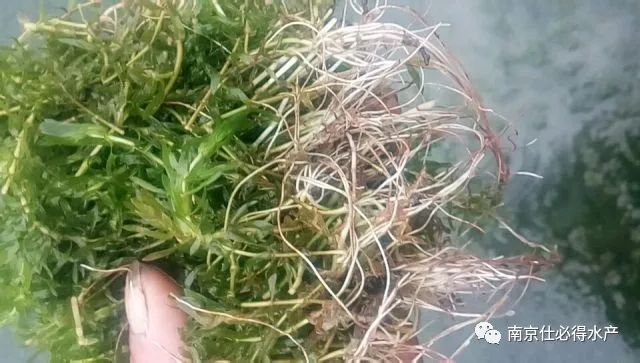 杀蓝藻现象,螃蟹塘用石灰可以杀蓝藻吗