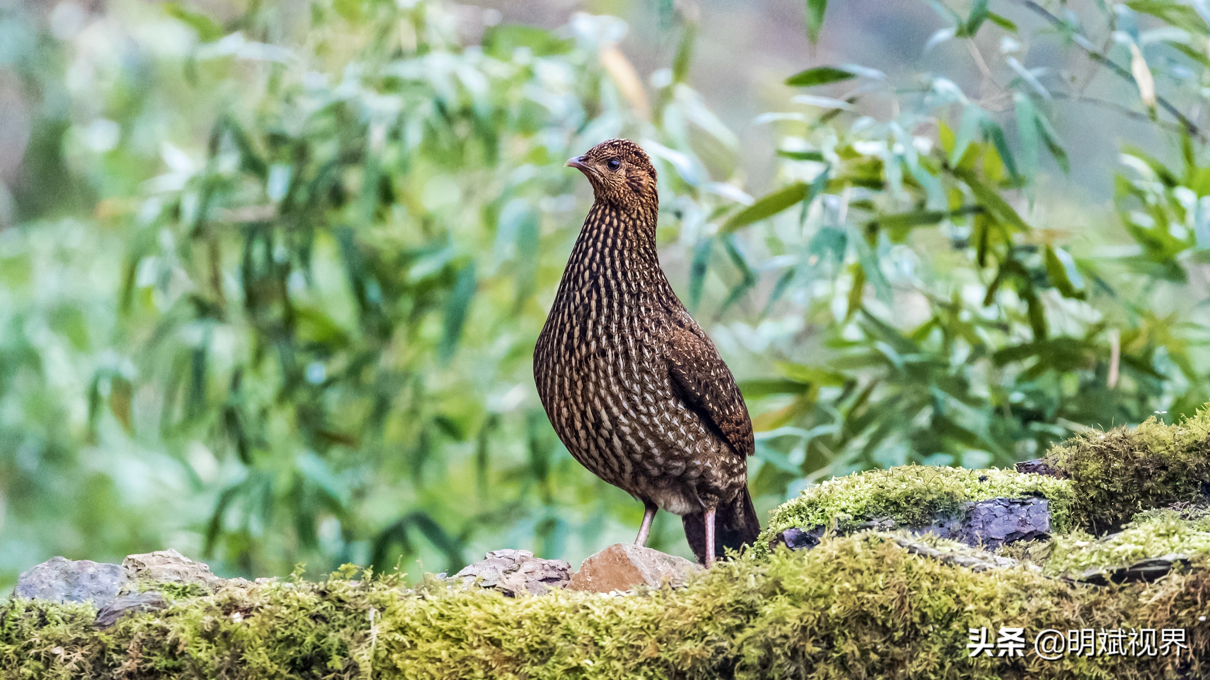 南川红腹角雉图片,重庆南川红腹角雉拍摄点